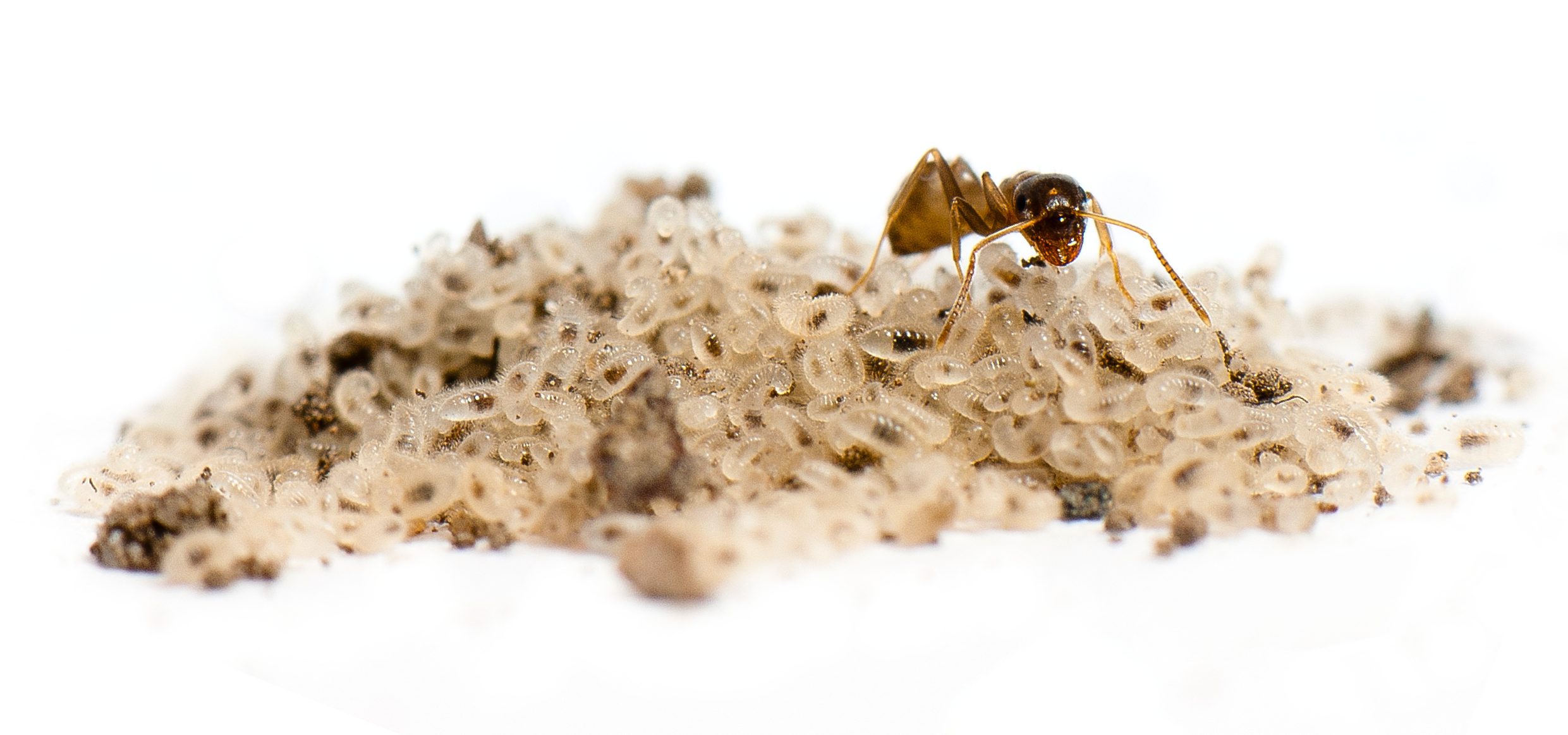 lasius neglectus